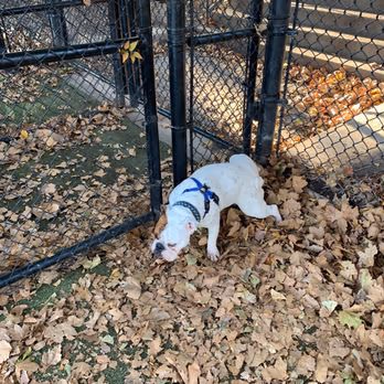 Dog Run at Memorial Park photo 2